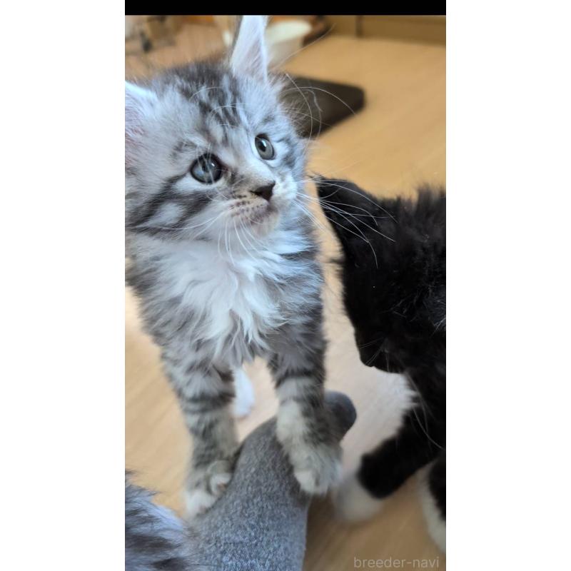 販売中の岡山県のメインクーン-139304の5枚目