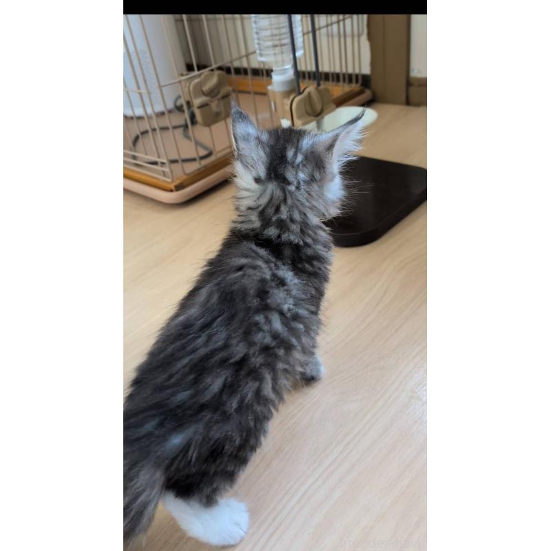 販売中の岡山県のメインクーン-139304の4枚目