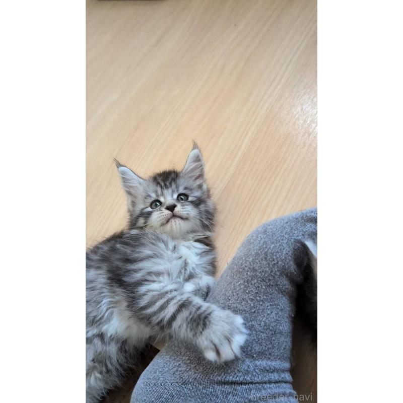 販売中の岡山県のメインクーン-139304の3枚目