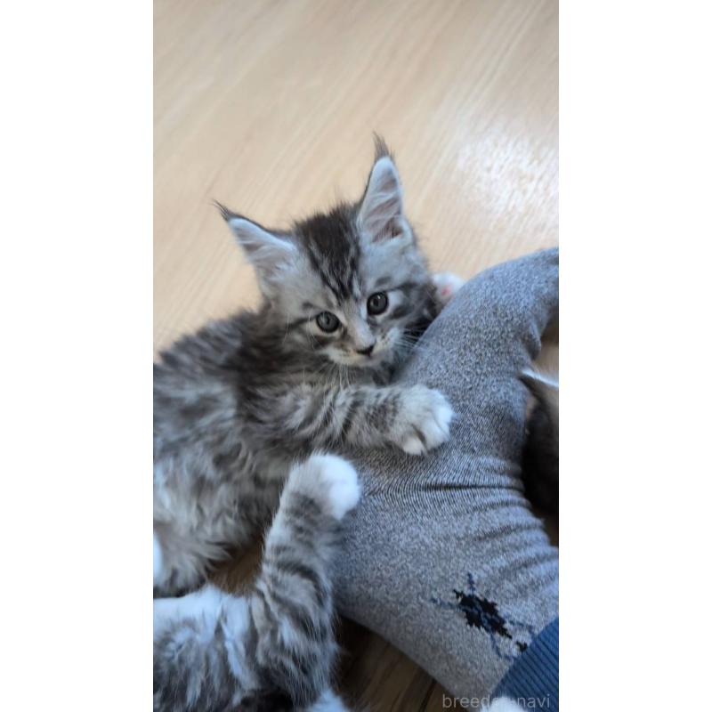 販売中の岡山県のメインクーン-139304の2枚目