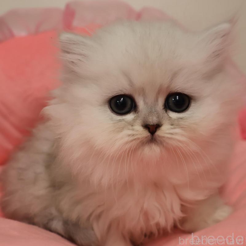 販売中の東京都のミヌエット-139307