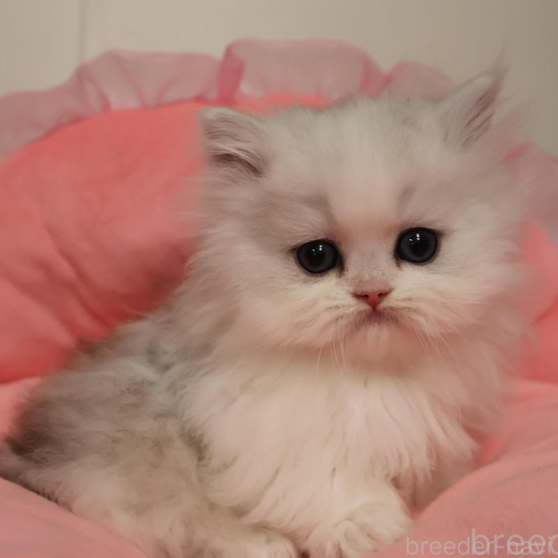 販売中の東京都のミヌエット(短足)-139308