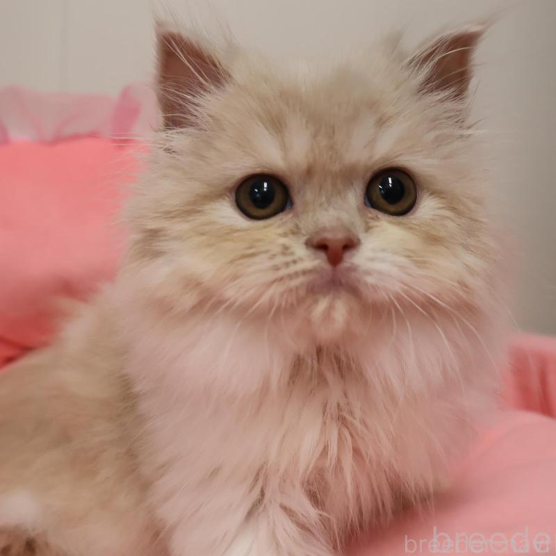 販売中の東京都のスコティッシュフォールド-139309