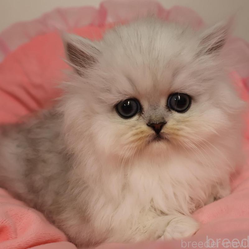 販売中の東京都のペルシャ(チンチラ)-139310