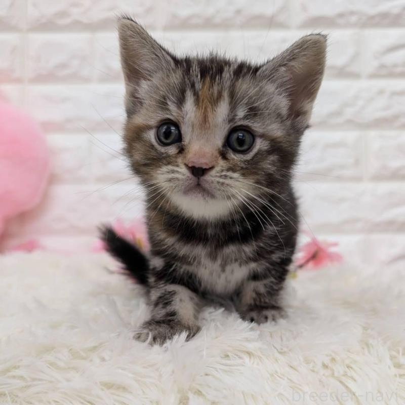 販売中の大阪府のアメリカンショートヘア-139311