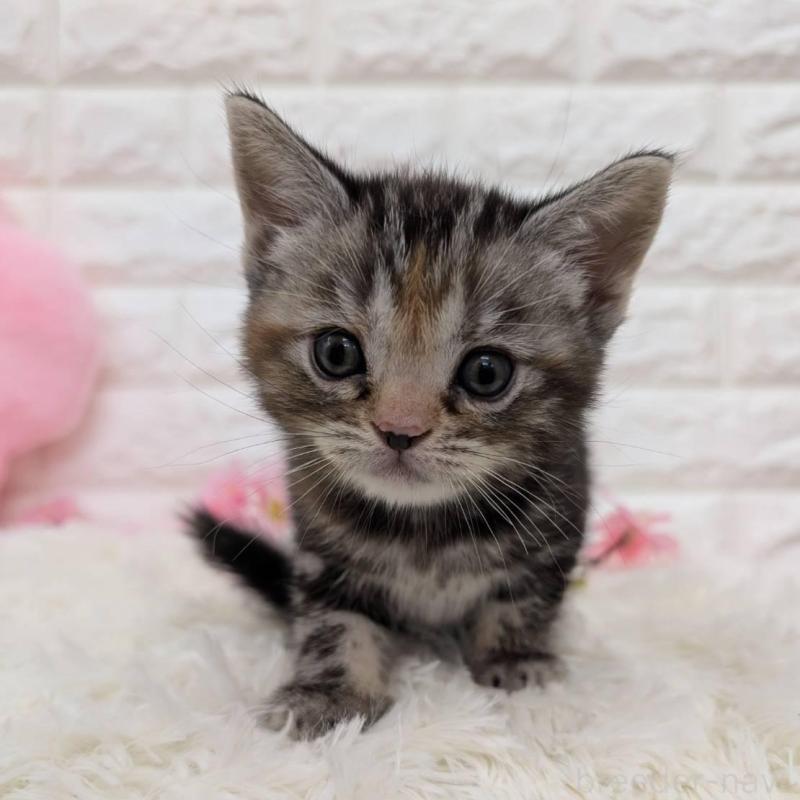 販売中の大阪府のアメリカンショートヘア-139311の4枚目