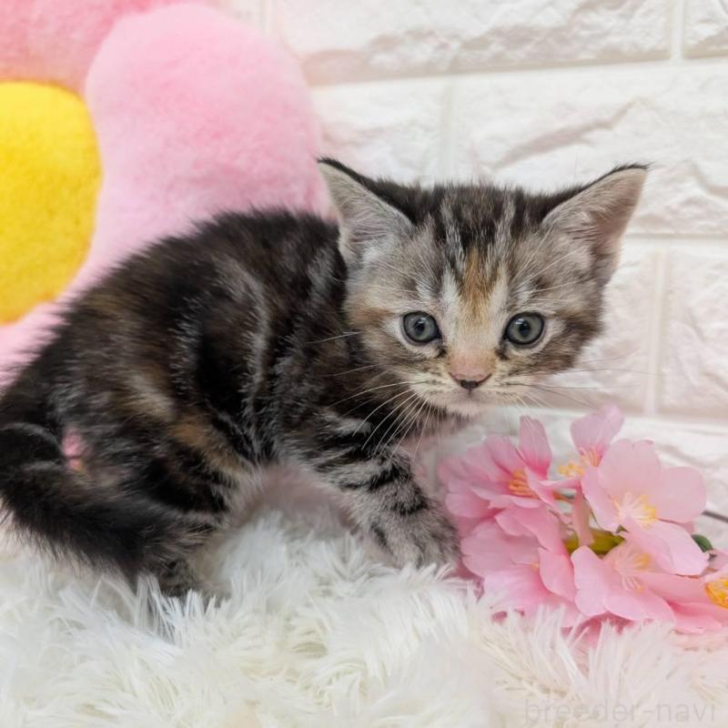 販売中の大阪府のアメリカンショートヘア-139311の3枚目