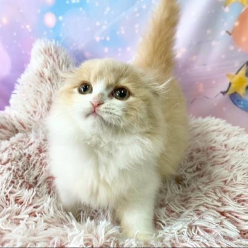 販売中の大阪府のスコティッシュフォールド(折れ耳)-139312の5枚目