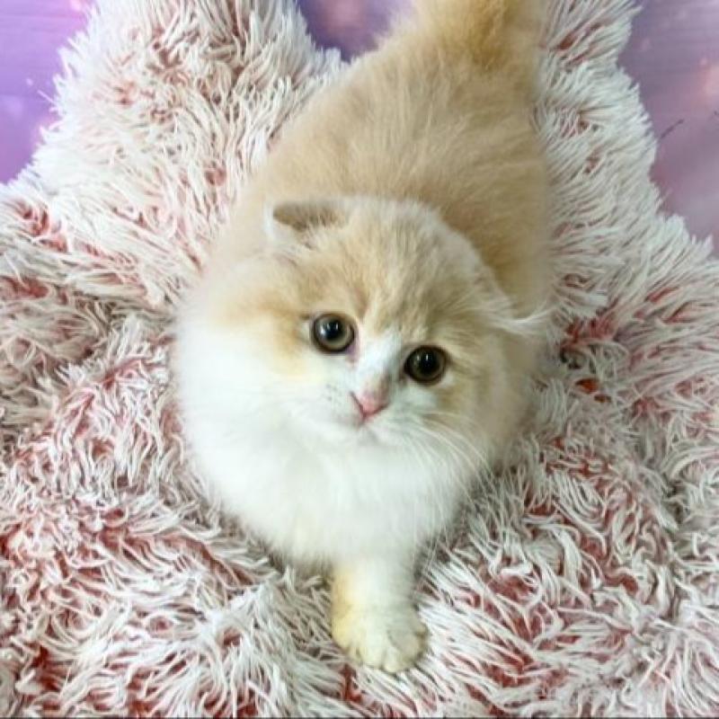 販売中の大阪府のスコティッシュフォールド(折れ耳)-139312の4枚目