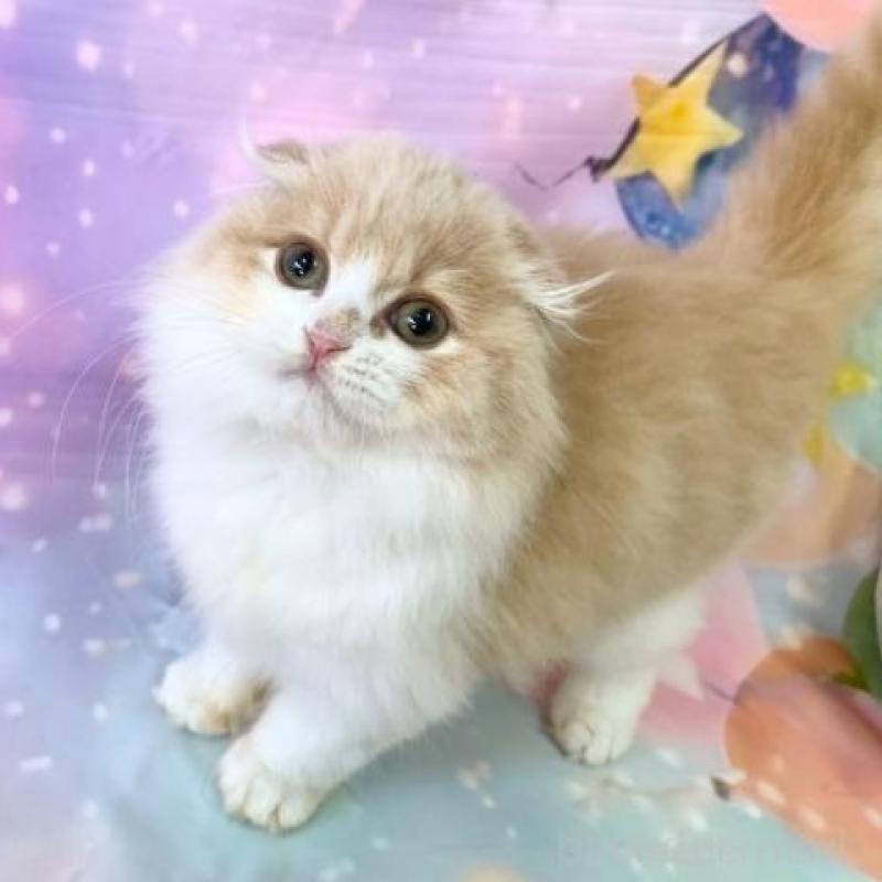 販売中の大阪府のスコティッシュフォールド(折れ耳)-139312の3枚目