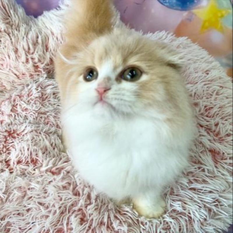 販売中の大阪府のスコティッシュフォールド(折れ耳)-139312の2枚目