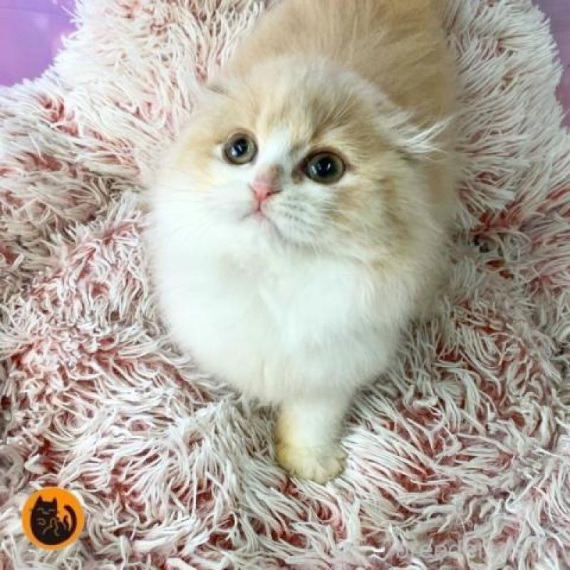 販売中の大阪府のスコティッシュフォールド(折れ耳)-139312の1枚目