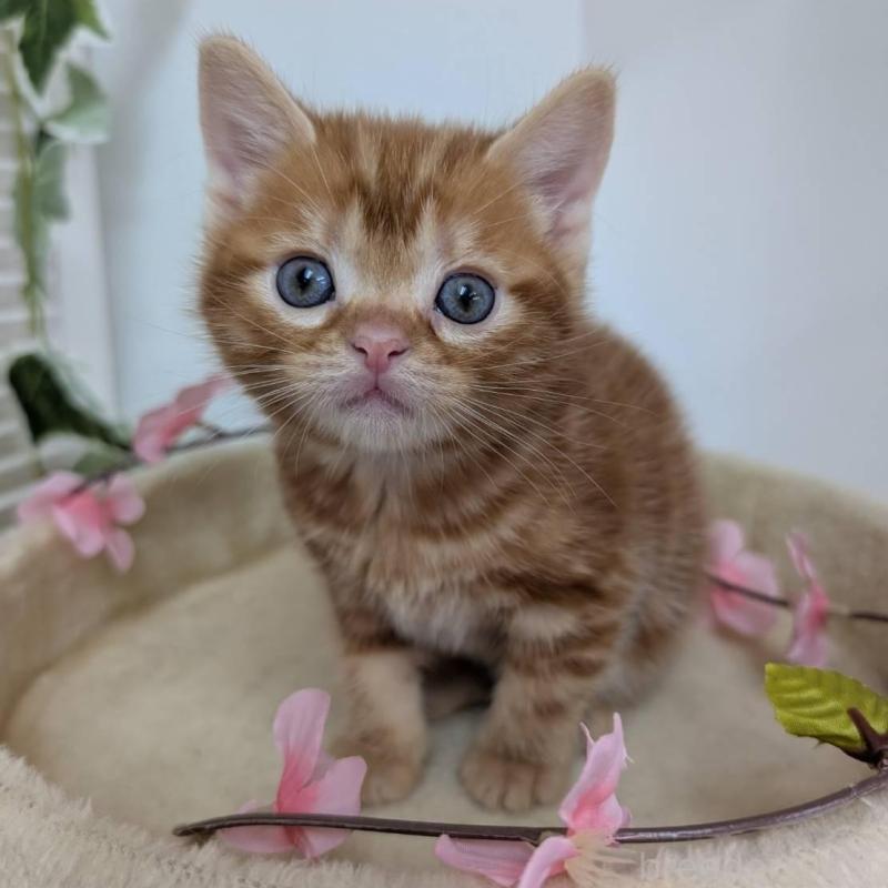 販売中の大阪府のアメリカンショートヘア-139313の1枚目