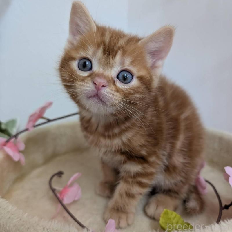 販売中の大阪府のアメリカンショートヘア-139313の4枚目