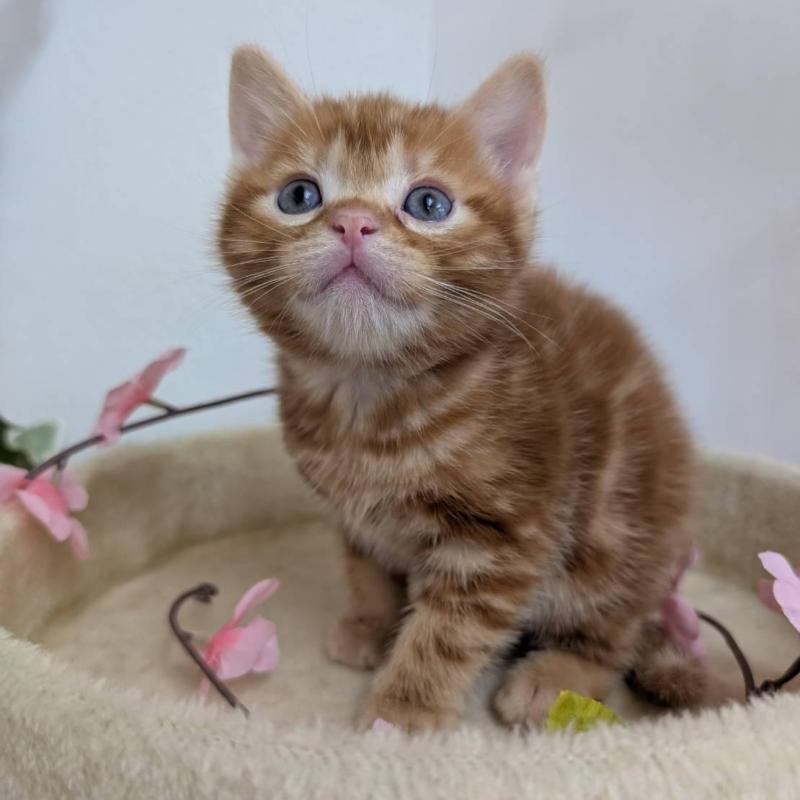 販売中の大阪府のアメリカンショートヘア-139313の3枚目