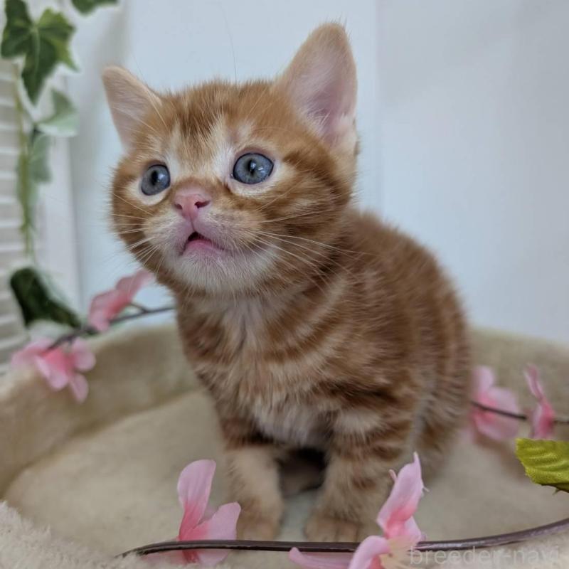 販売中の大阪府のアメリカンショートヘア-139313の2枚目