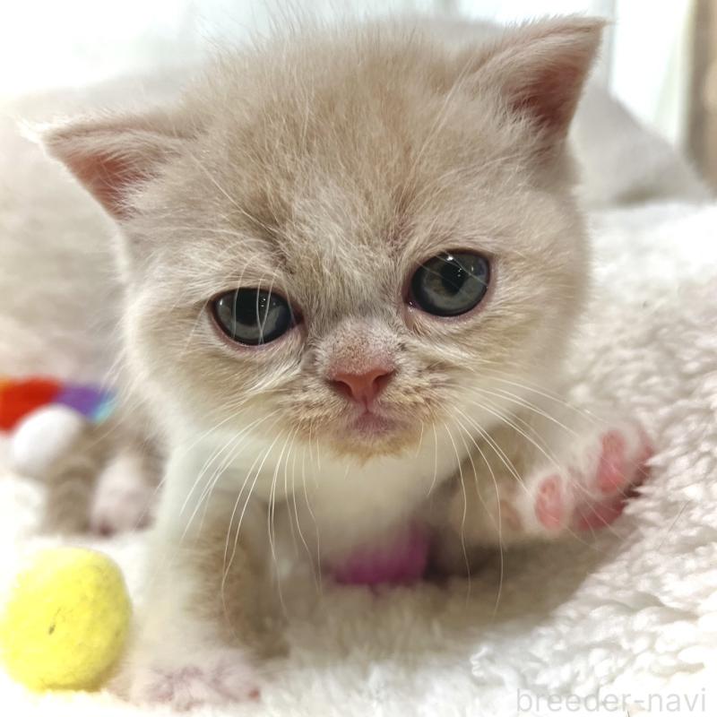 販売中の愛知県のエキゾチックショートヘア-139314の5枚目