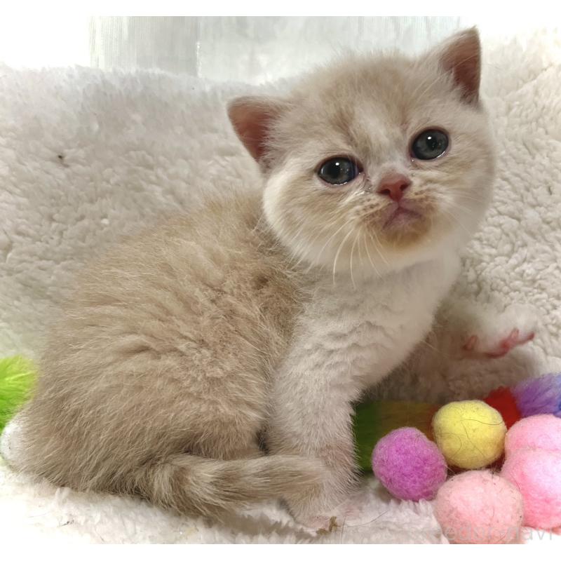 販売中の愛知県のエキゾチックショートヘア-139314の4枚目