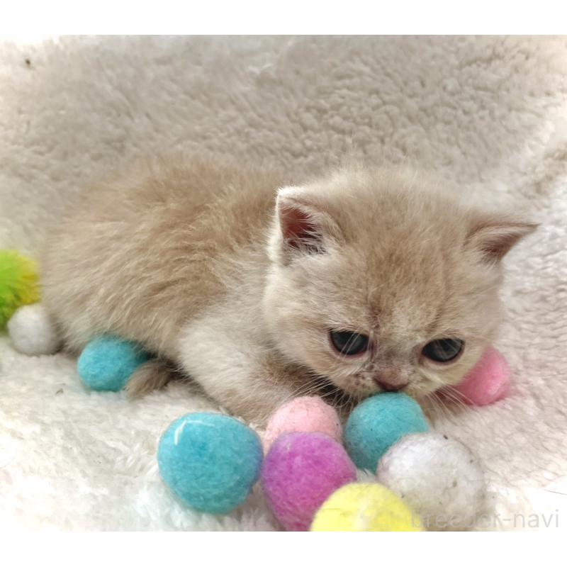 販売中の愛知県のエキゾチックショートヘア-139314の3枚目