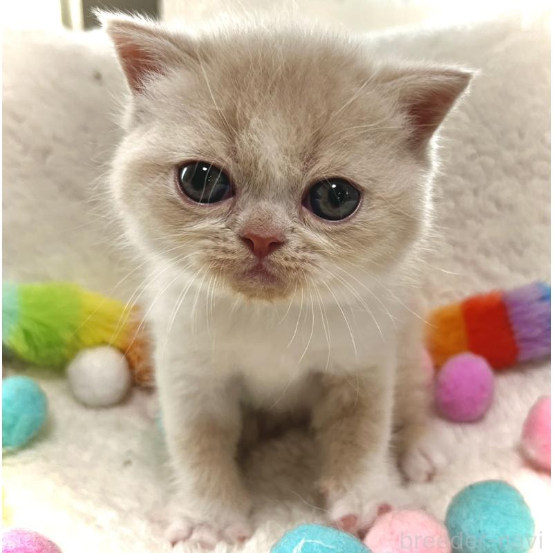 販売中の愛知県のエキゾチックショートヘア-139314の2枚目