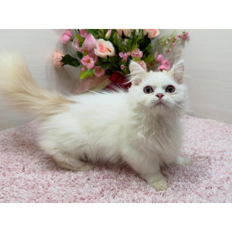 販売中の東京都のミヌエット(短足)-139315の6枚目