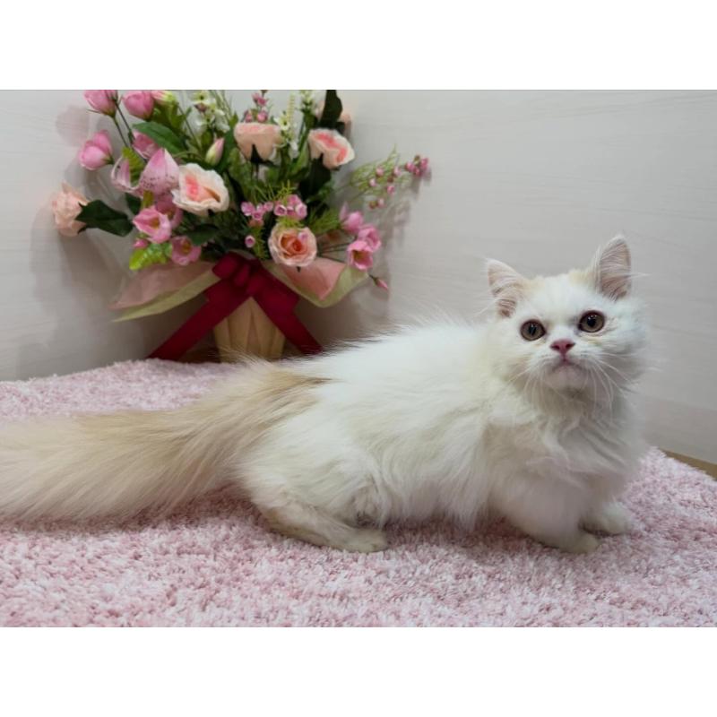 販売中の東京都のミヌエット(短足)-139315の5枚目