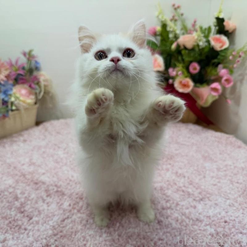 販売中の東京都のミヌエット(短足)-139315の4枚目