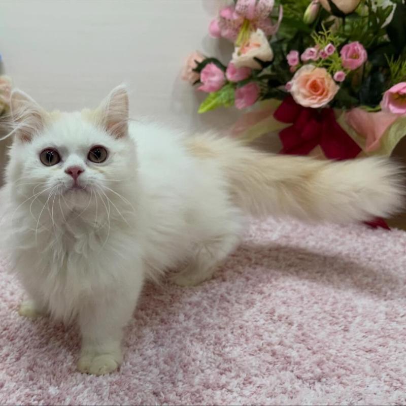 販売中の東京都のミヌエット(短足)-139315の3枚目