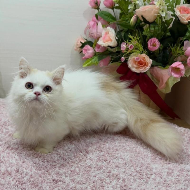 販売中の東京都のミヌエット(短足)-139315の2枚目