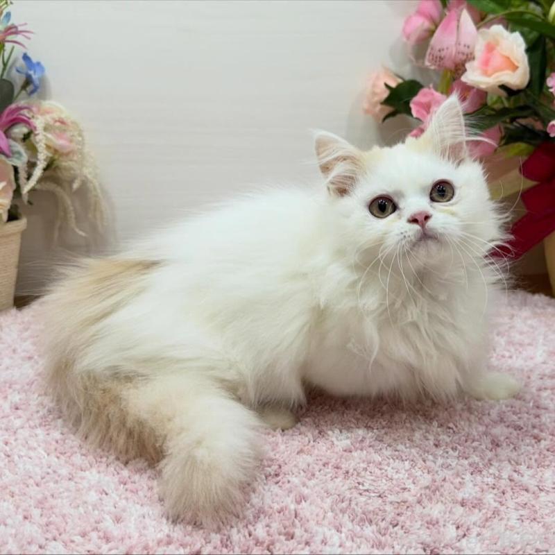 販売中の東京都のミヌエット(短足)-139315