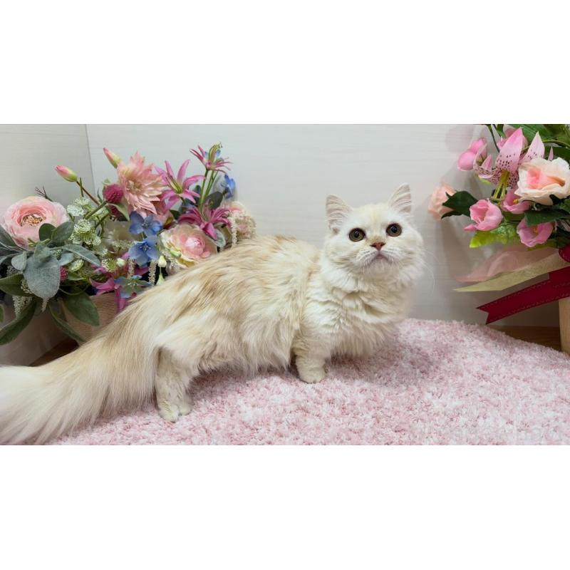 販売中の東京都のミヌエット(短足)-139316の4枚目