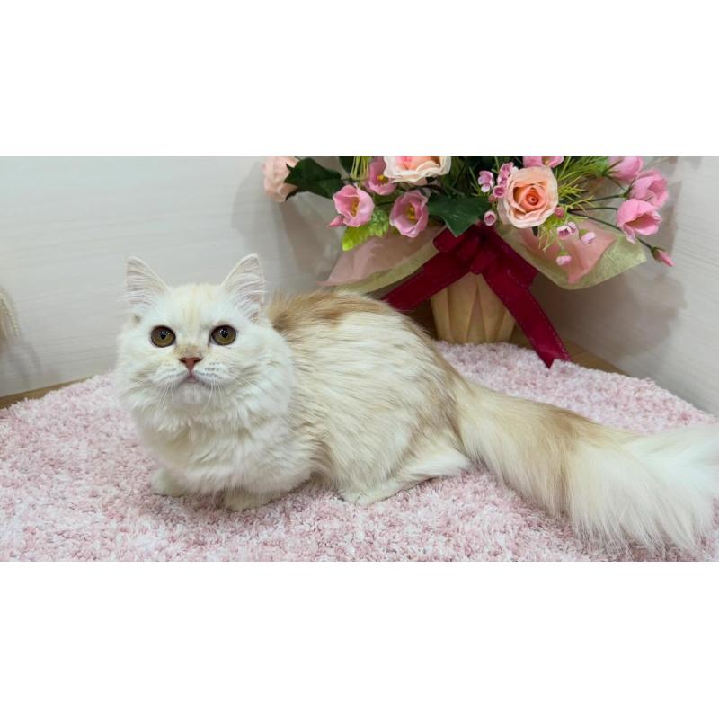 販売中の東京都のミヌエット(短足)-139316の3枚目