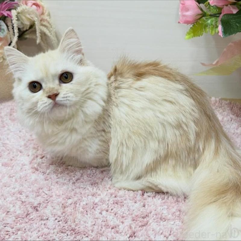 販売中の東京都のミヌエット(短足)-139316の2枚目