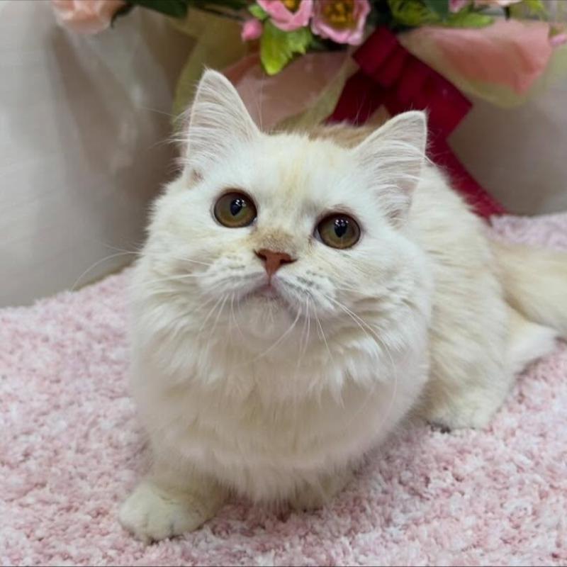 販売中の東京都のミヌエット(短足)-139316の1枚目