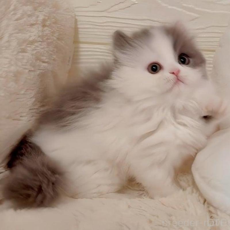 販売中の愛媛県のミヌエット(短足)-139317の5枚目