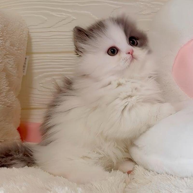 販売中の愛媛県のミヌエット(短足)-139317の4枚目