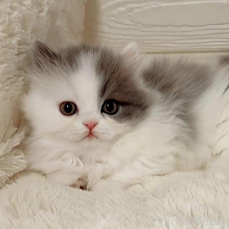 販売中の愛媛県のミヌエット(短足)-139317の3枚目