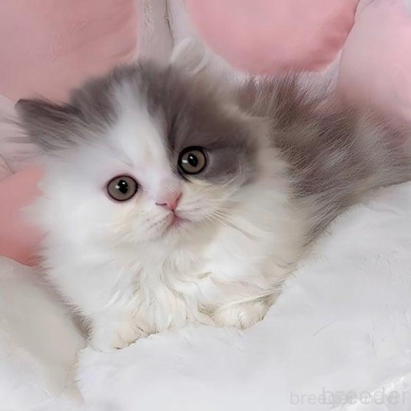 販売中の愛媛県のミヌエット(短足)-139317