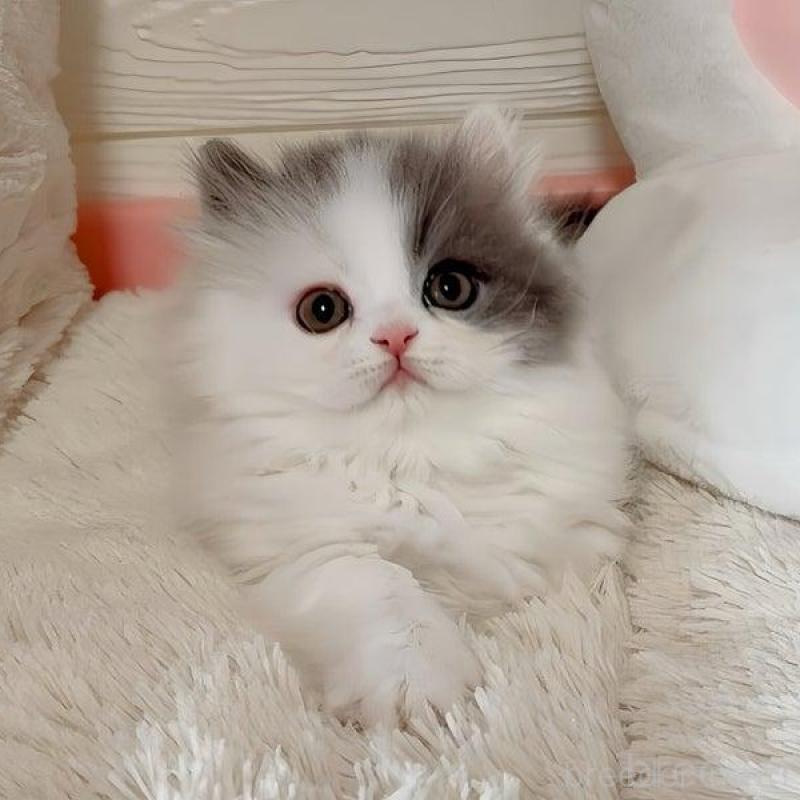 販売中の愛媛県のミヌエット(短足)-139317の2枚目