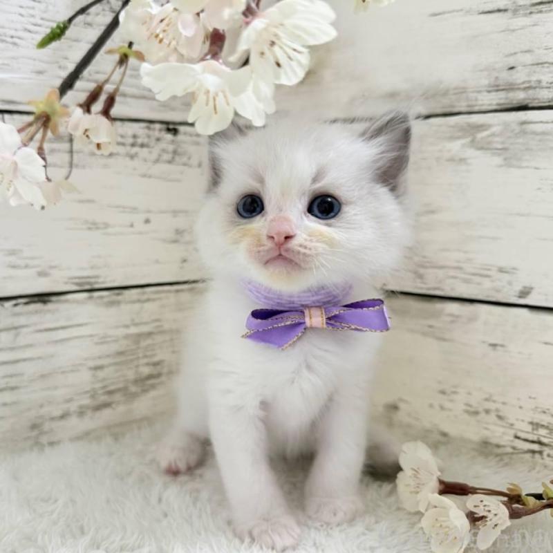 販売中の茨城県のラグドール-139319の1枚目