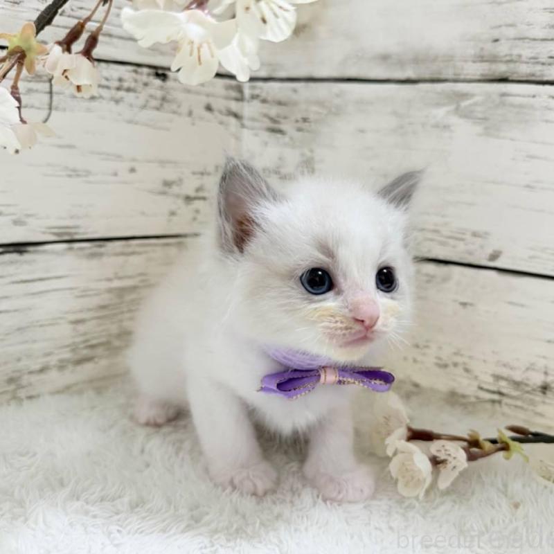 販売中の茨城県のラグドール-139319の5枚目