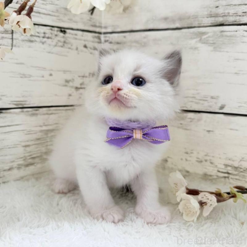 販売中の茨城県のラグドール-139319の4枚目