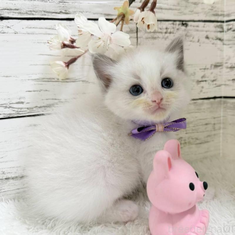 販売中の茨城県のラグドール-139319の3枚目