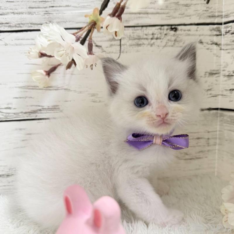 販売中の茨城県のラグドール-139319の2枚目