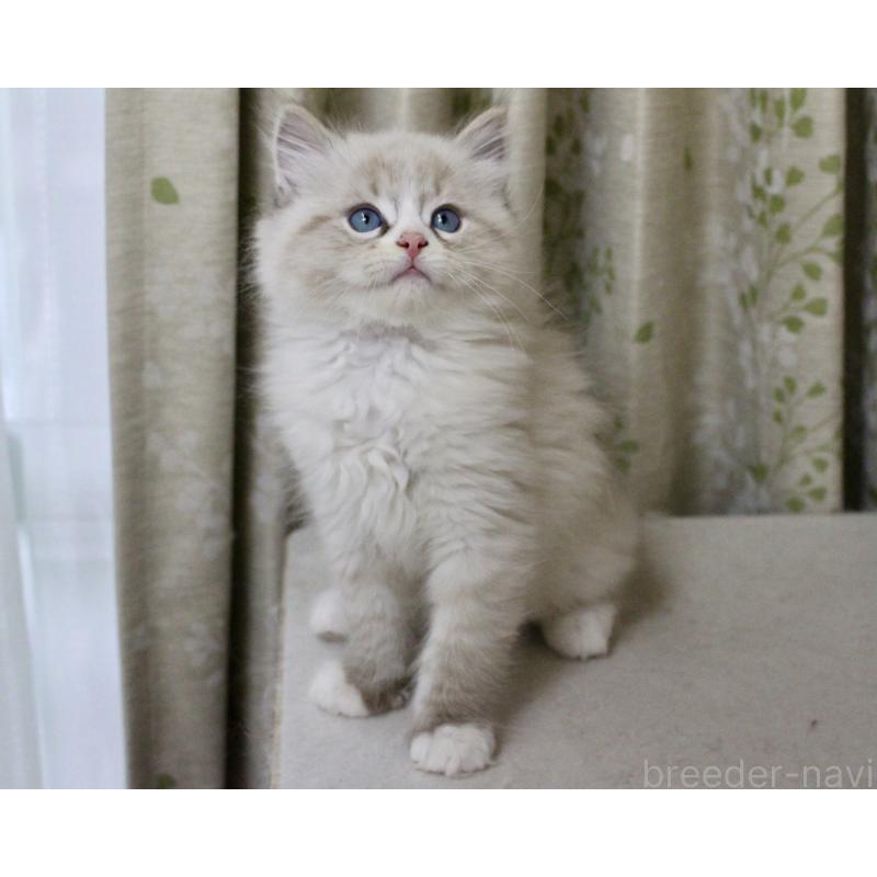 販売中の山梨県のラグドール-136574の2枚目