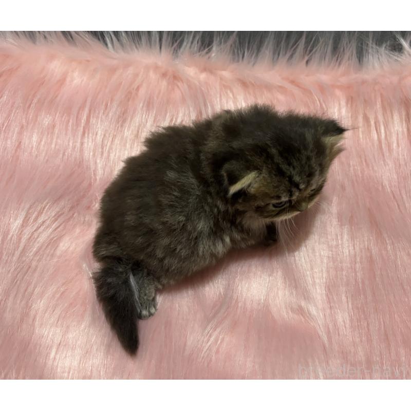 販売中の鹿児島県のスコティッシュフォールド(折れ耳)-139320の8枚目