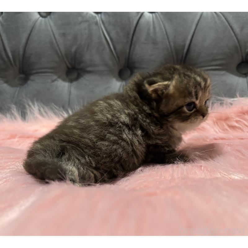 販売中の鹿児島県のスコティッシュフォールド(折れ耳)-139320の7枚目