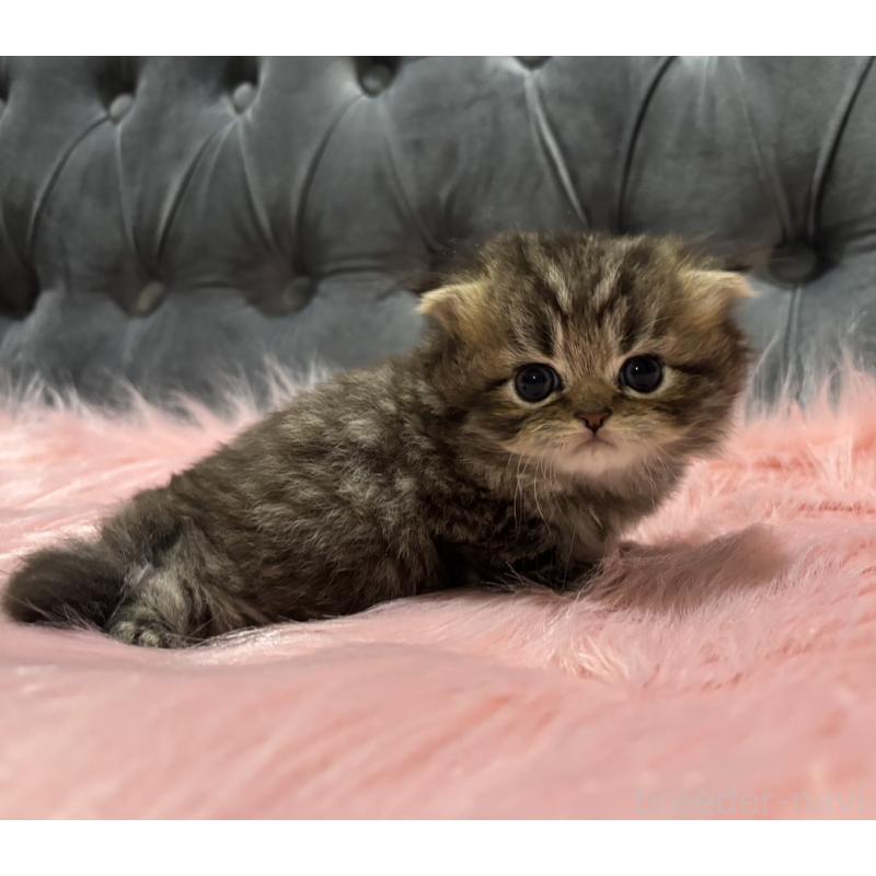 販売中の鹿児島県のスコティッシュフォールド(折れ耳)-139320の6枚目