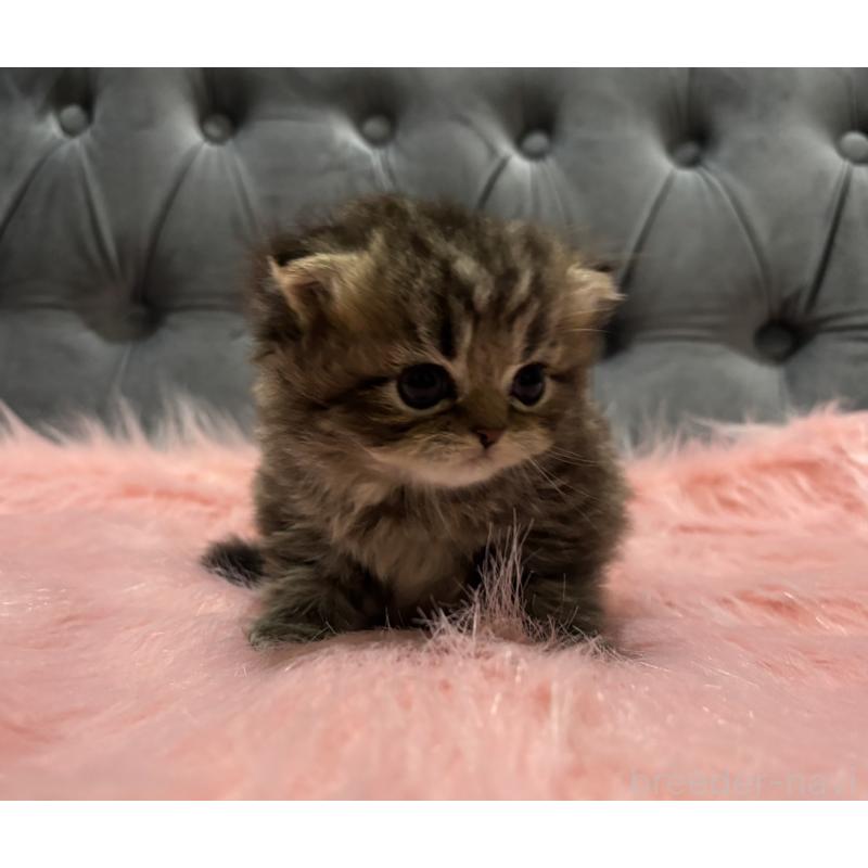 販売中の鹿児島県のスコティッシュフォールド(折れ耳)-139320の5枚目