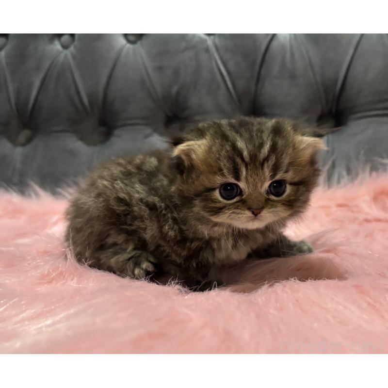 販売中の鹿児島県のスコティッシュフォールド(折れ耳)-139320の4枚目